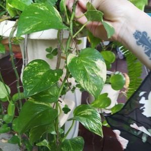 Golden Pathos cuttings